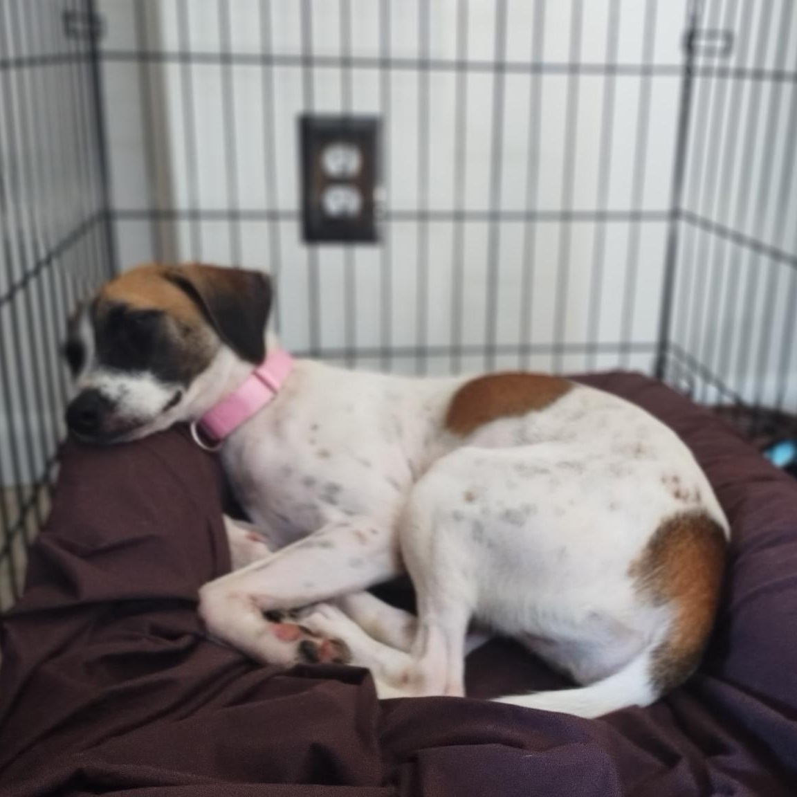 Enlarge Maika, a Adopted mixed breed in New York, NY image 4/6