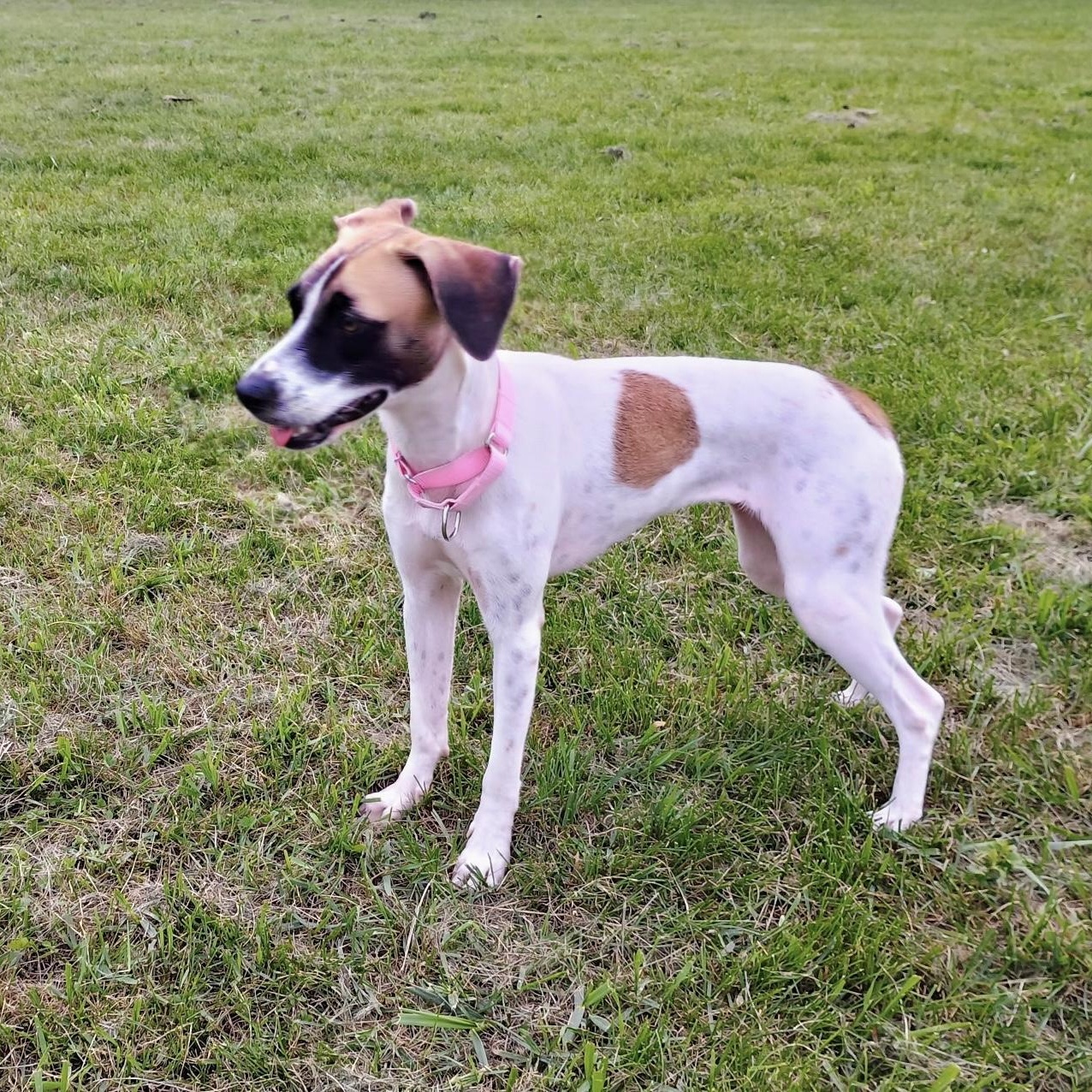Maika, Adopted, Young Female Whippet & Saluki.