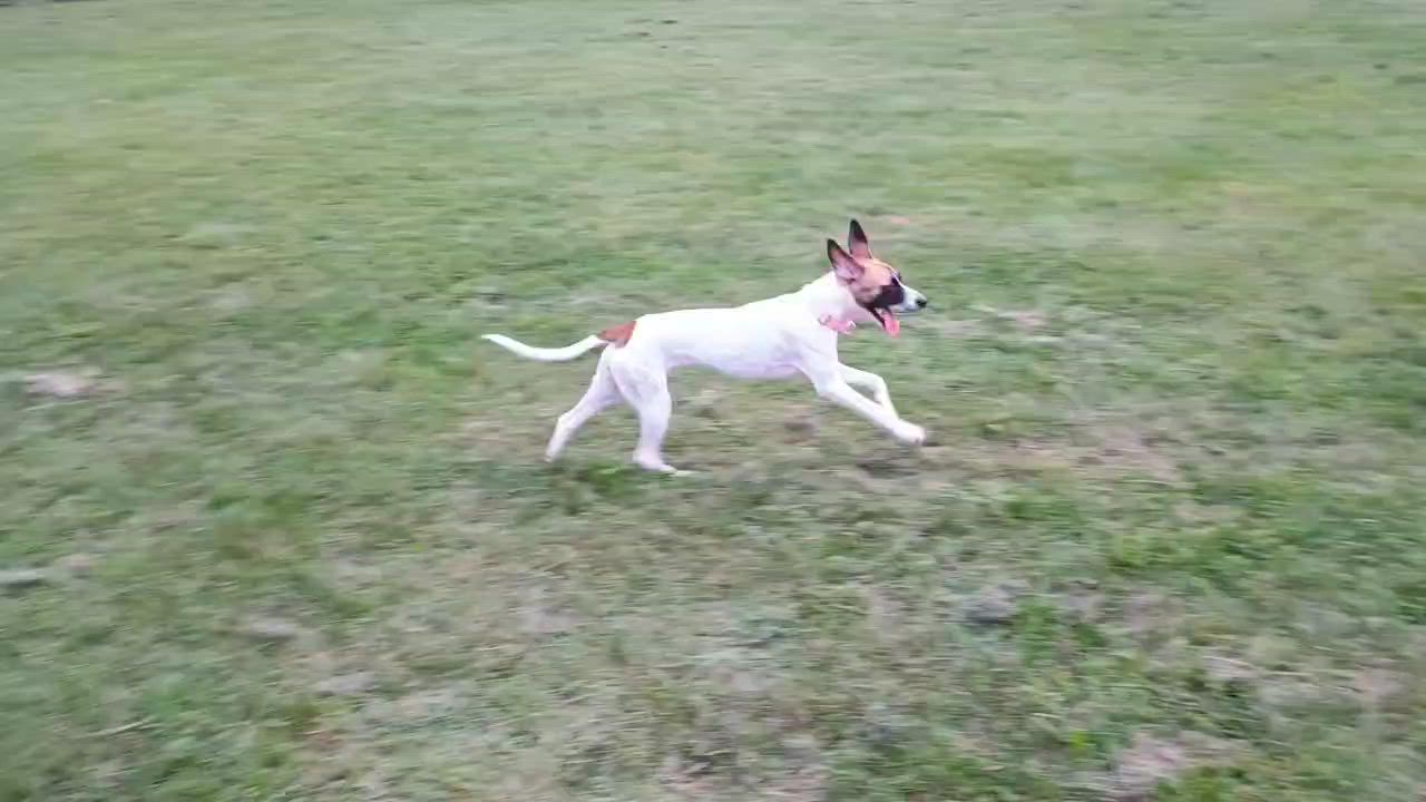 Enlarge Maika, a Adopted mixed breed in New York, NY video 5/6
