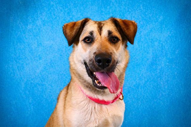 LESLIE, Adoptable, Young Female German Shepherd Dog & Mixed Breed.