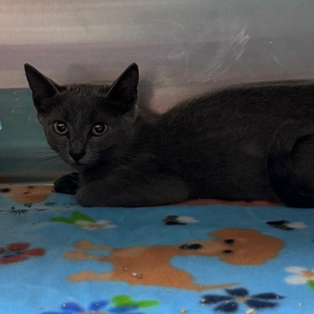 Sardini 29821, Adoptable, Kitten Female Domestic Short Hair.