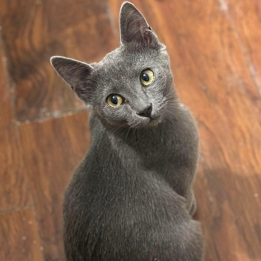 Enlarge Sardini 29821, a Adoptable Domestic Short Hair in Middleburg, FL image 2/2