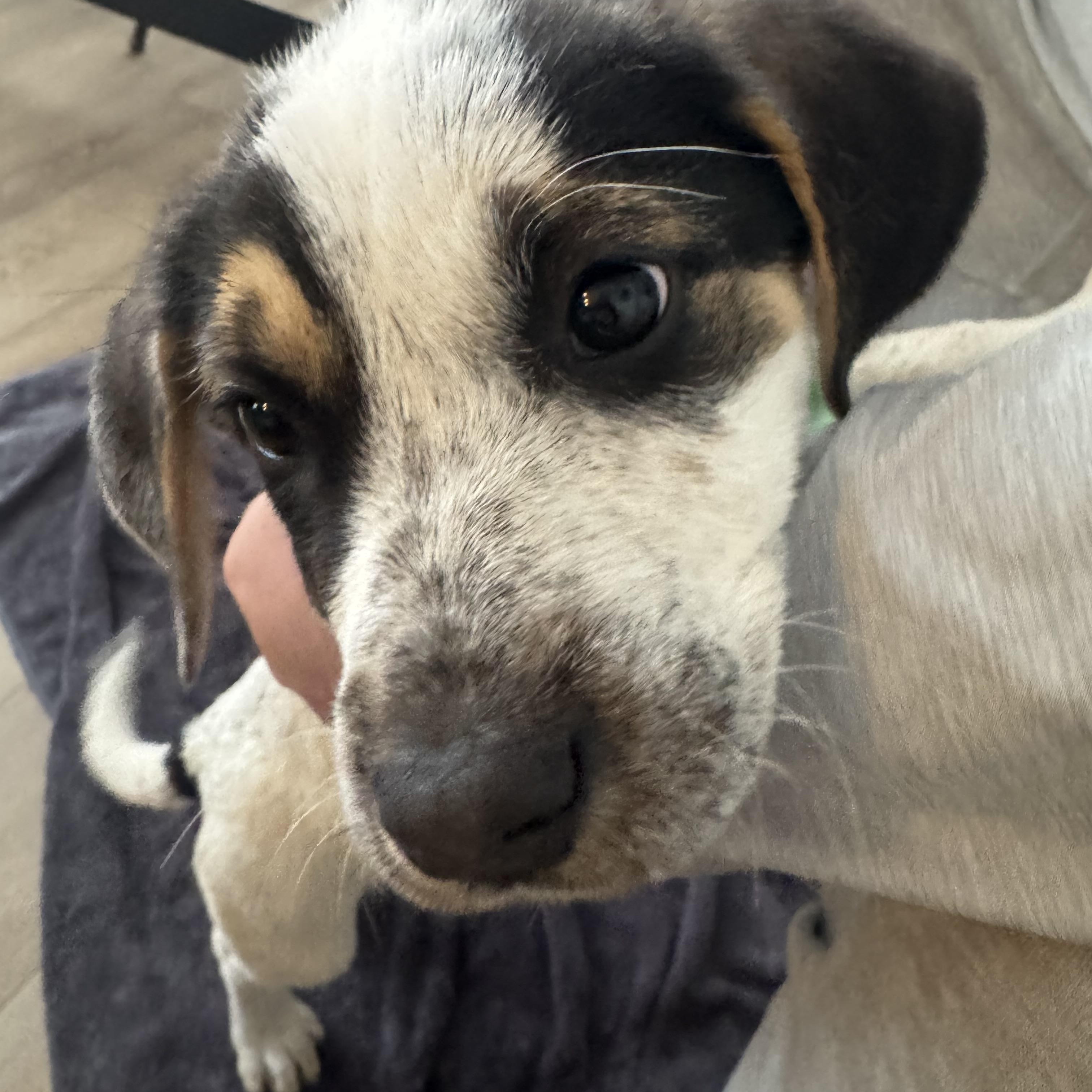 Buster, an adopted mixed breed in Albany, NY image 3/6