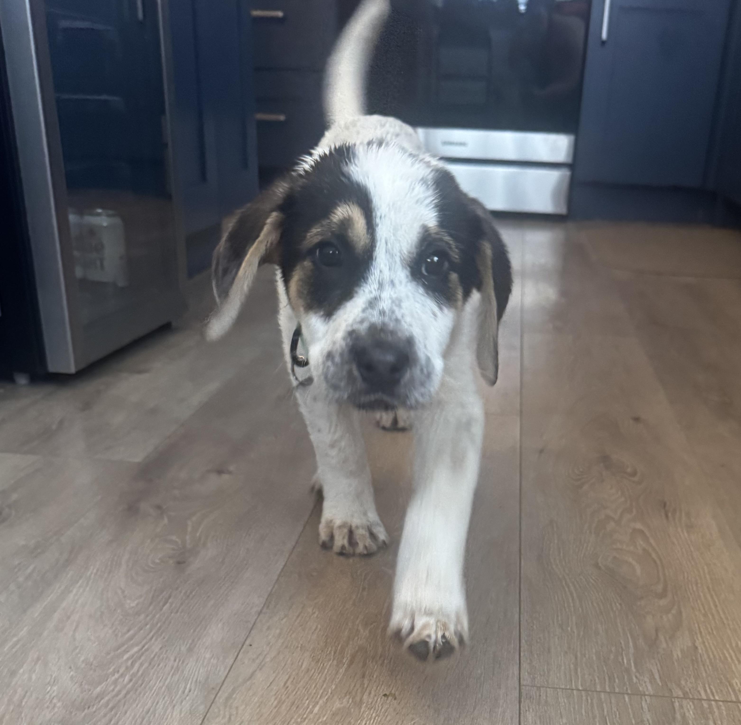 Buster, an adopted mixed breed in Albany, NY image 5/6