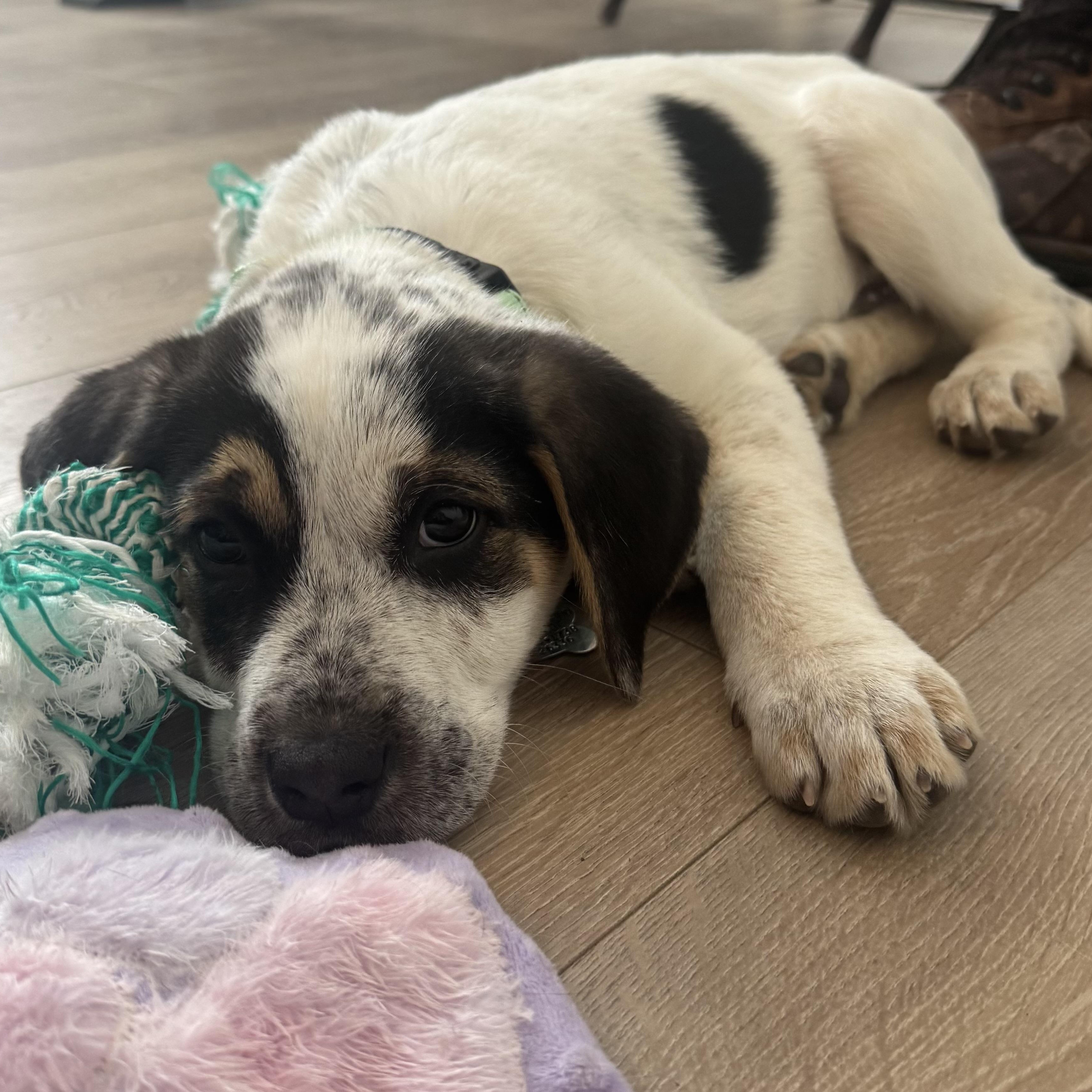 Buster, adopted, Puppy Male Labrador Retriever & Hound.