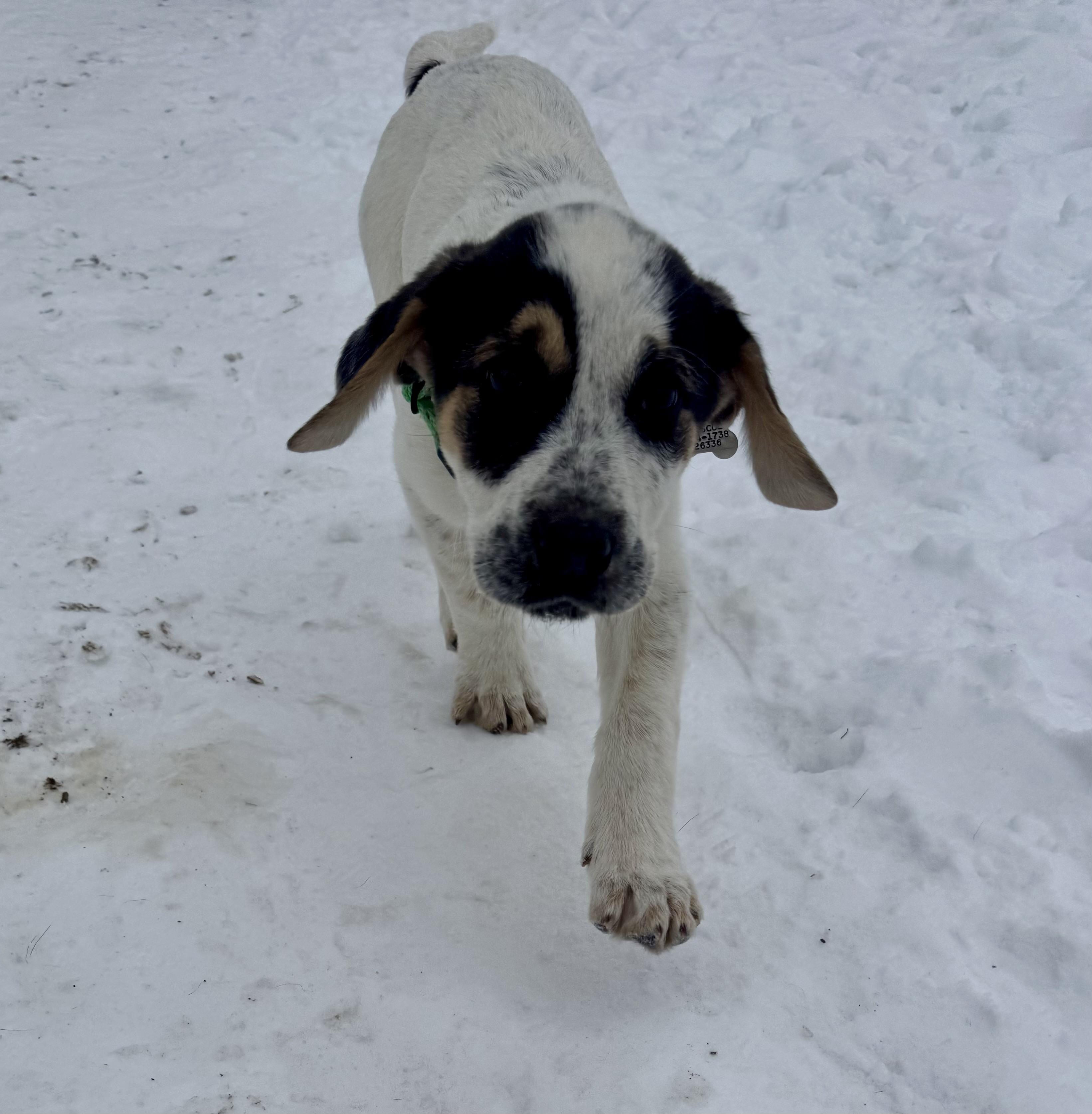 Buster, an adopted mixed breed in Albany, NY image 2/6