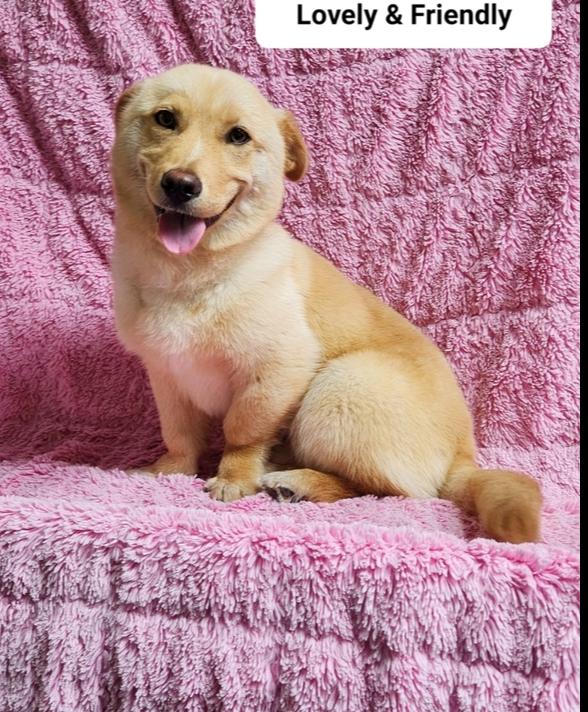 Enlarge COZY, a Adoptable Jindo in Long Island City, NY image 1/1