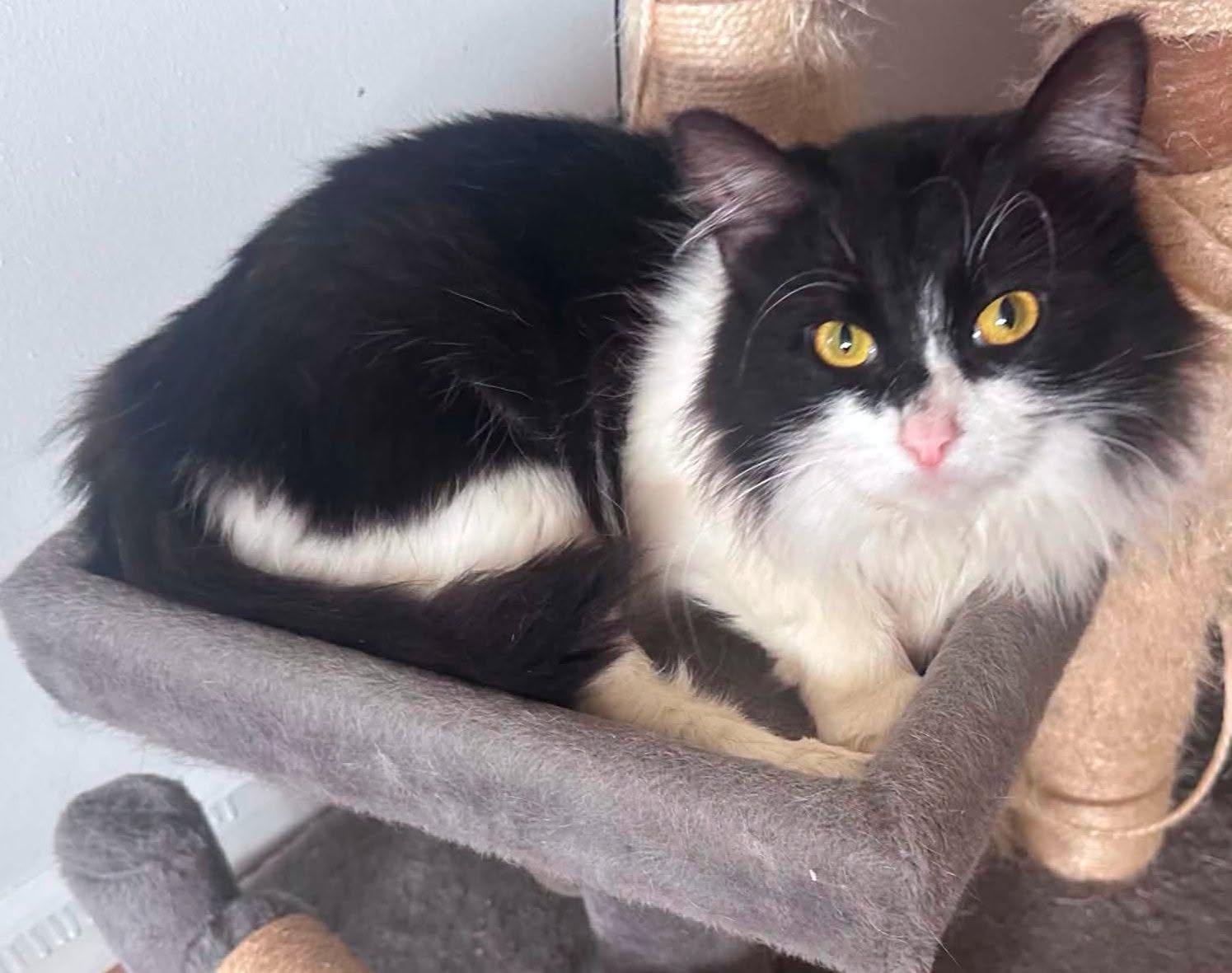 Bandit, ADOPTABLE, Young Female Domestic Long Hair.