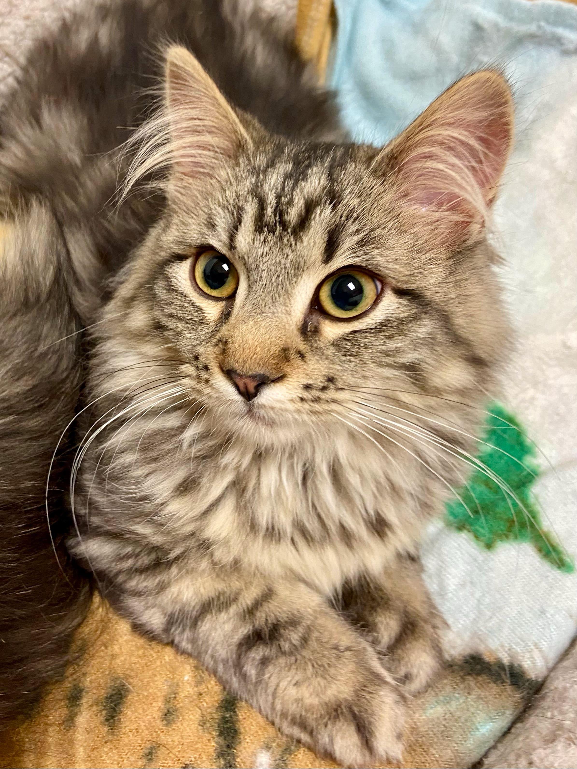 Boq, Baby Male Domestic Medium Hair