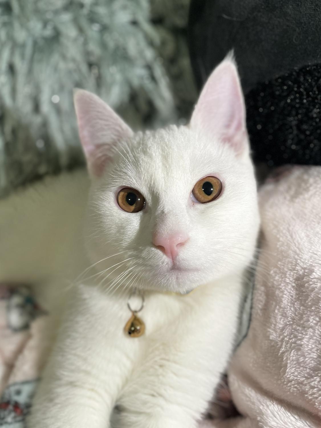 Enlarge Astro (Bonded with Fendi), a ADOPTABLE Domestic Short Hair in Weehawken, NJ image 5/6