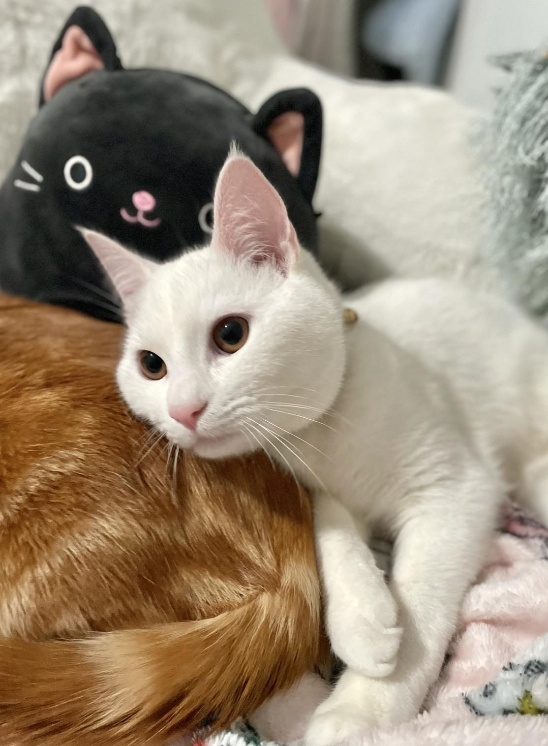 Enlarge Astro (Bonded with Fendi), a ADOPTABLE Domestic Short Hair in Weehawken, NJ image 4/6