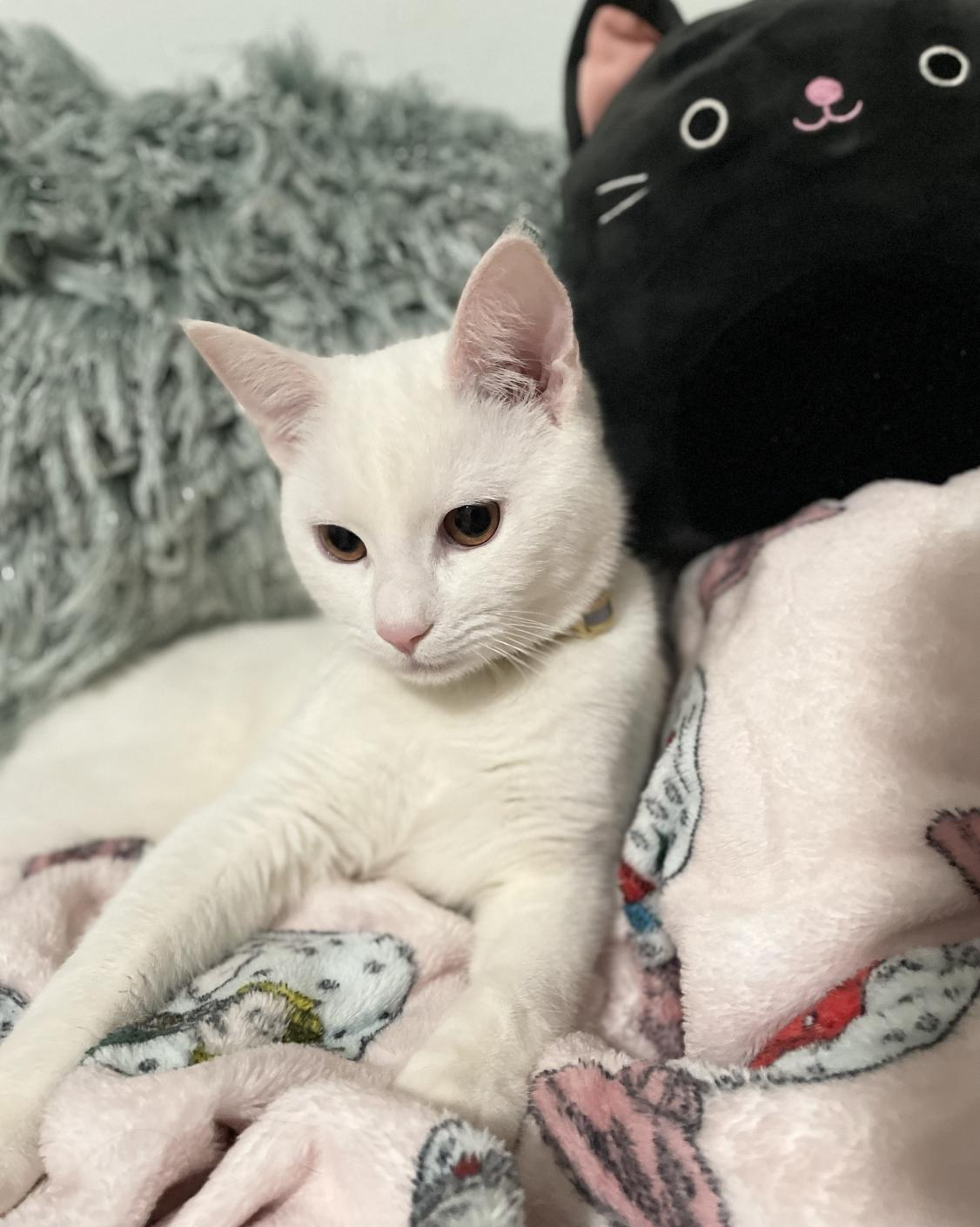 Enlarge Astro (Bonded with Fendi), a ADOPTABLE Domestic Short Hair in Weehawken, NJ image 3/6