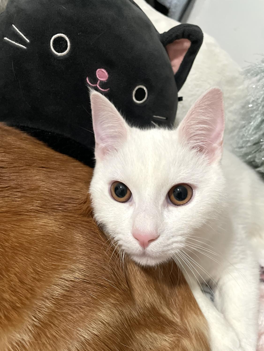 Enlarge Astro (Bonded with Fendi), a ADOPTABLE Domestic Short Hair in Weehawken, NJ image 2/6