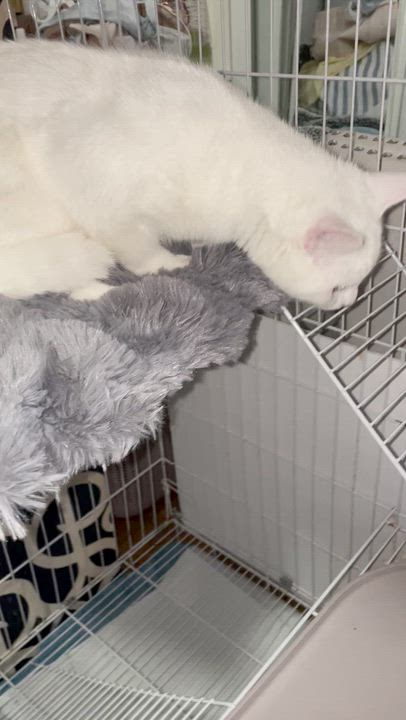 Enlarge Astro (Bonded with Fendi), a ADOPTABLE Domestic Short Hair in Weehawken, NJ video 6/6