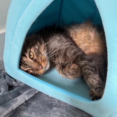 Enlarge Richie, a Adoptable Domestic Medium Hair in Los Angeles, CA image 6/6