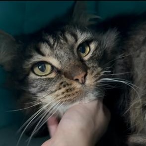 Enlarge Richie, a Adoptable Domestic Medium Hair in Los Angeles, CA image 2/6