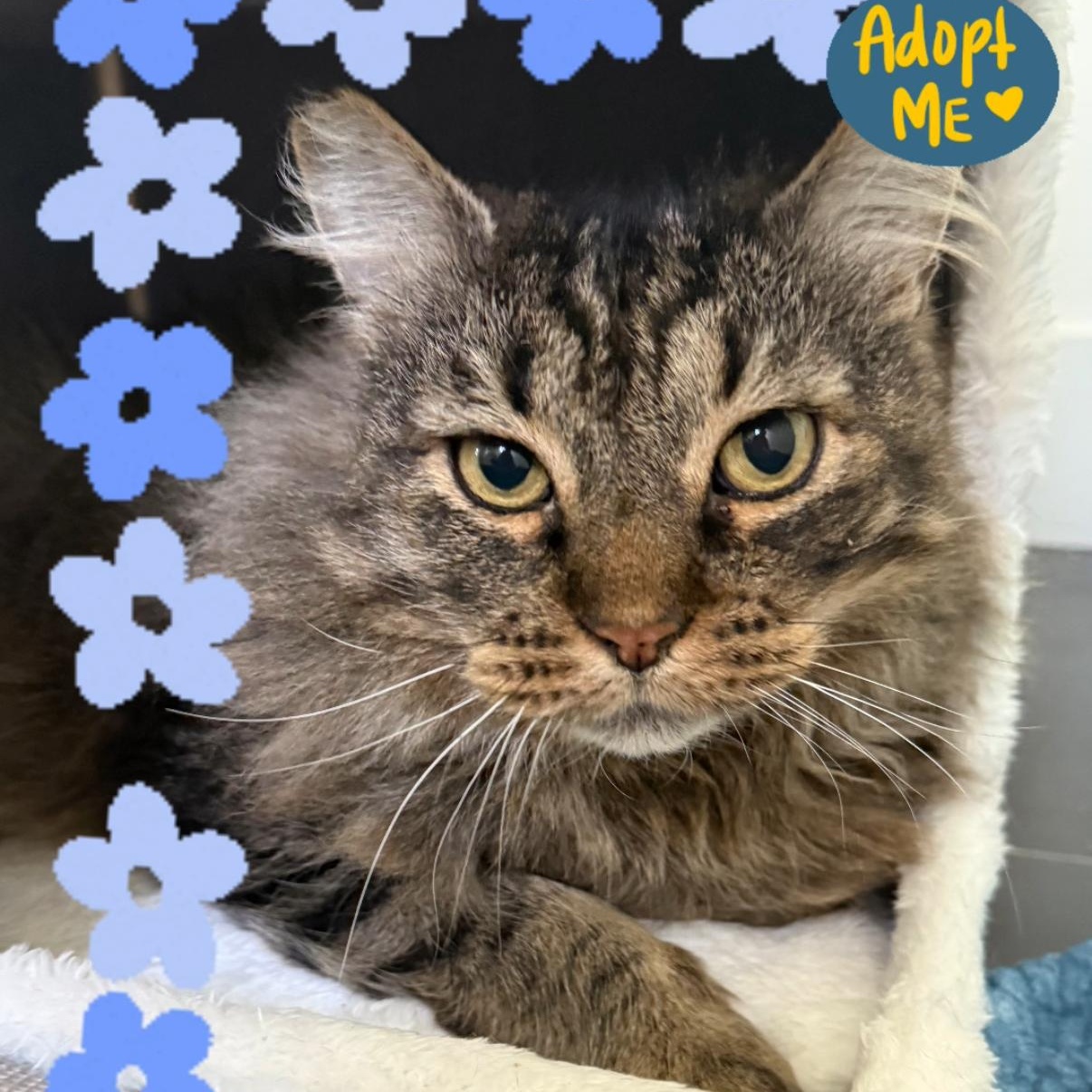 Enlarge Richie, a Adoptable Domestic Medium Hair in Los Angeles, CA image 1/6