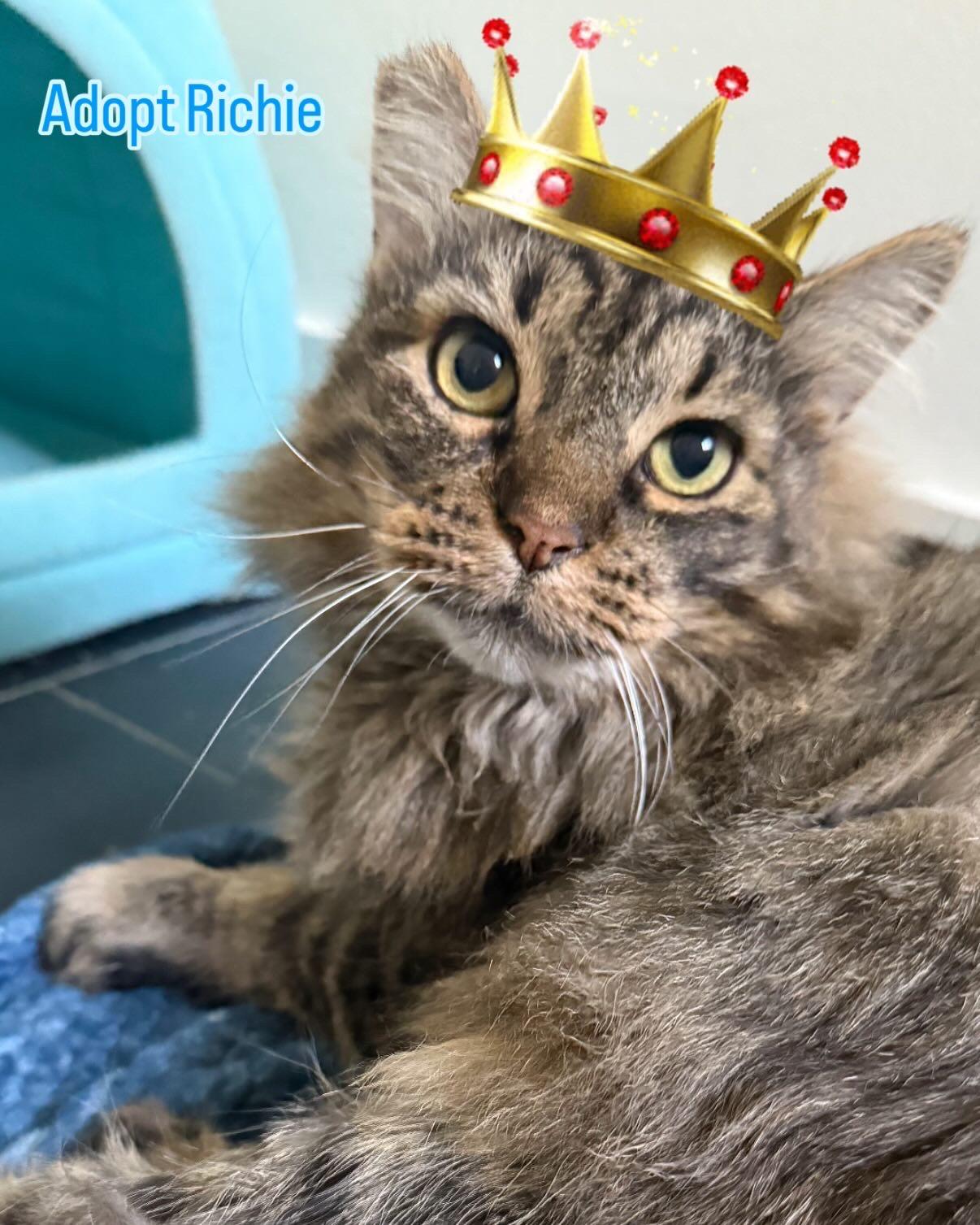 Enlarge Richie, a Adoptable Domestic Medium Hair in Los Angeles, CA image 3/6