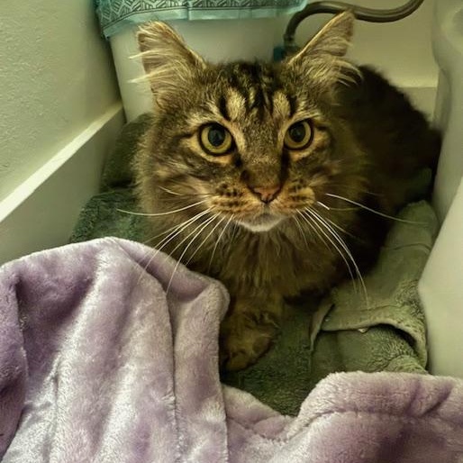 Enlarge Richie, a Adoptable Domestic Medium Hair in Los Angeles, CA image 5/6