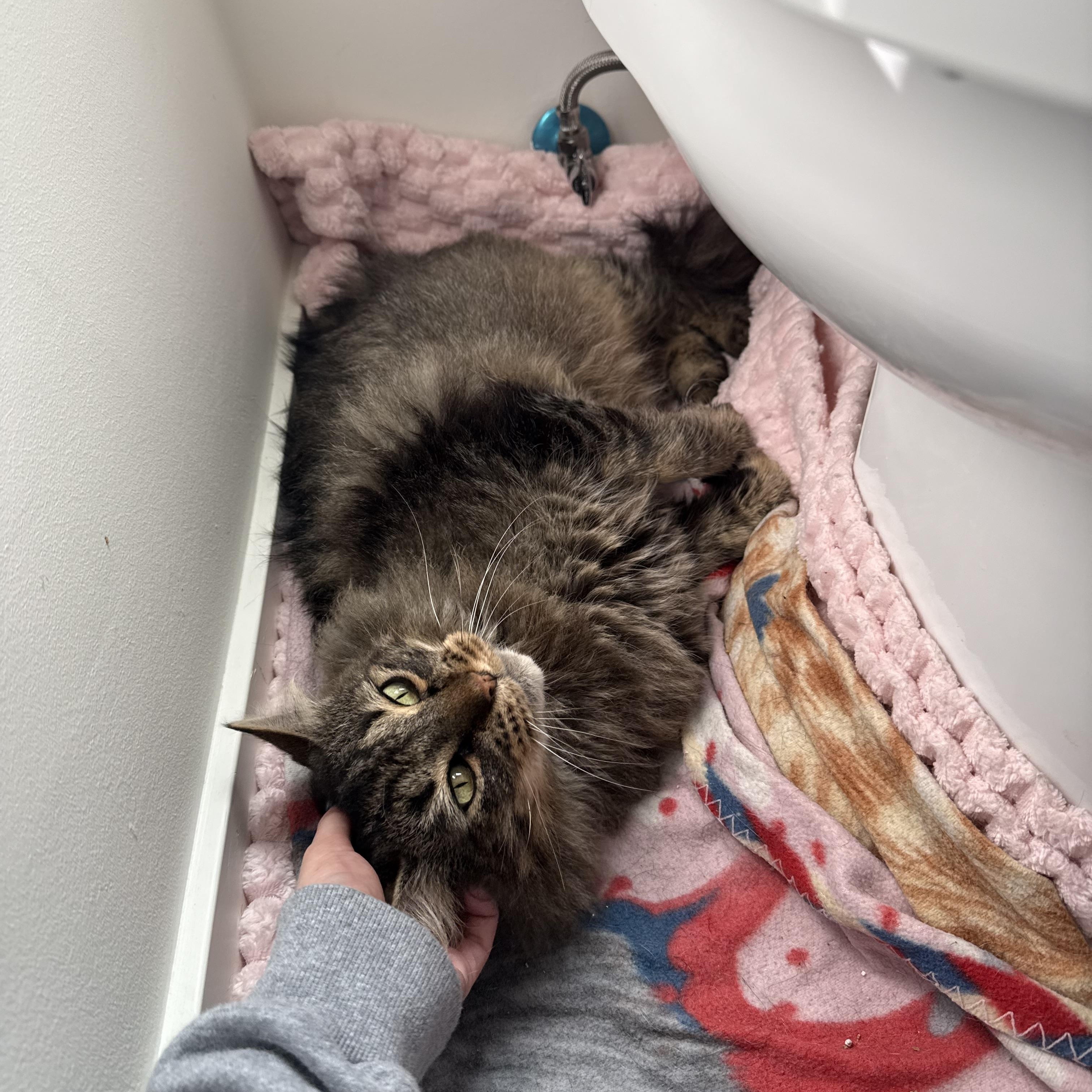 Richie, Adoptable, Adult Male Domestic Medium Hair.