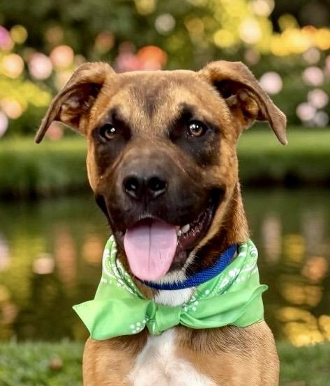 Enlarge Newt, a Adoptable mixed breed in Perry, IA image 1/5