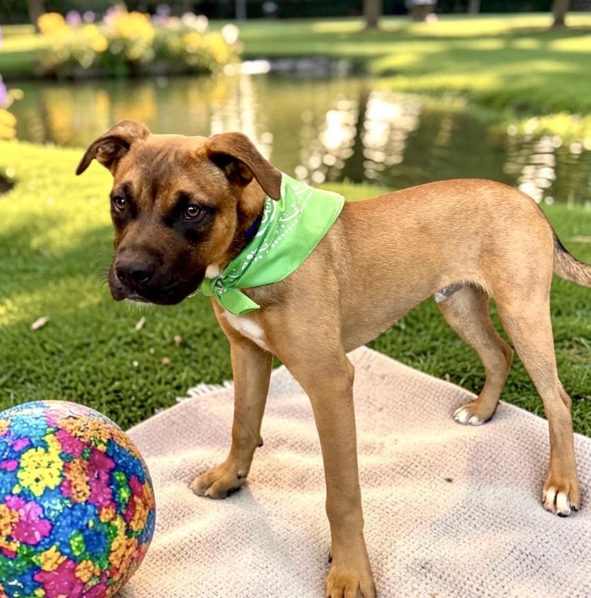 Enlarge Newt, a Adoptable mixed breed in Perry, IA image 3/5