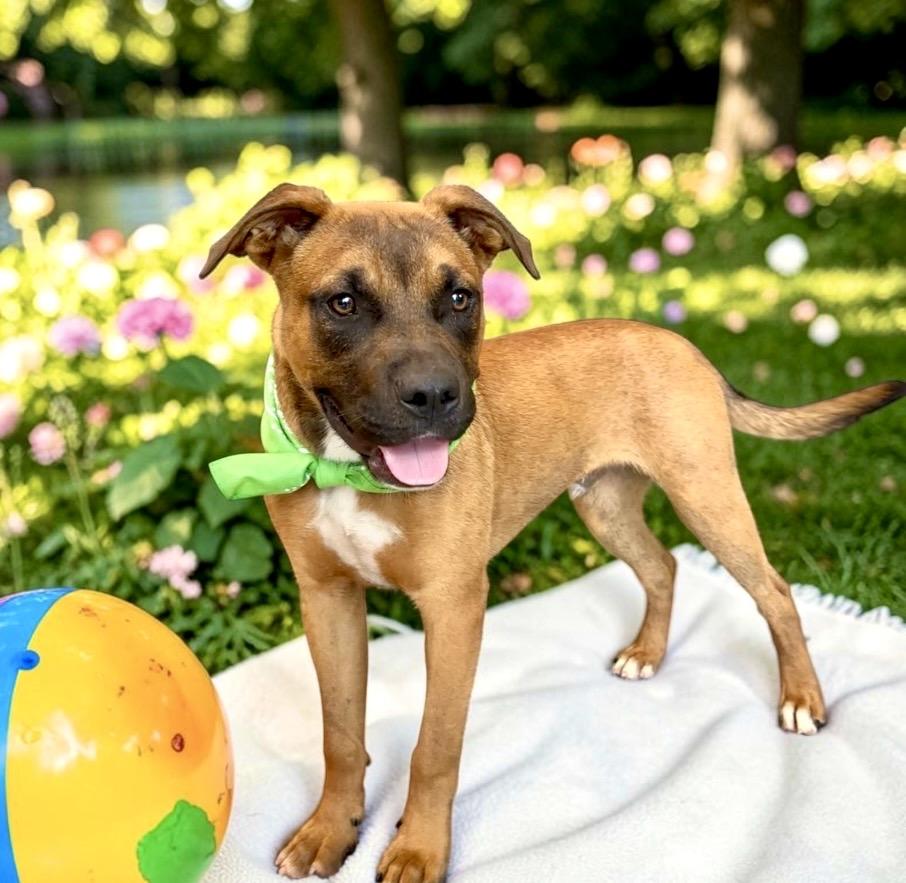 Enlarge Newt, a Adoptable mixed breed in Perry, IA image 2/5