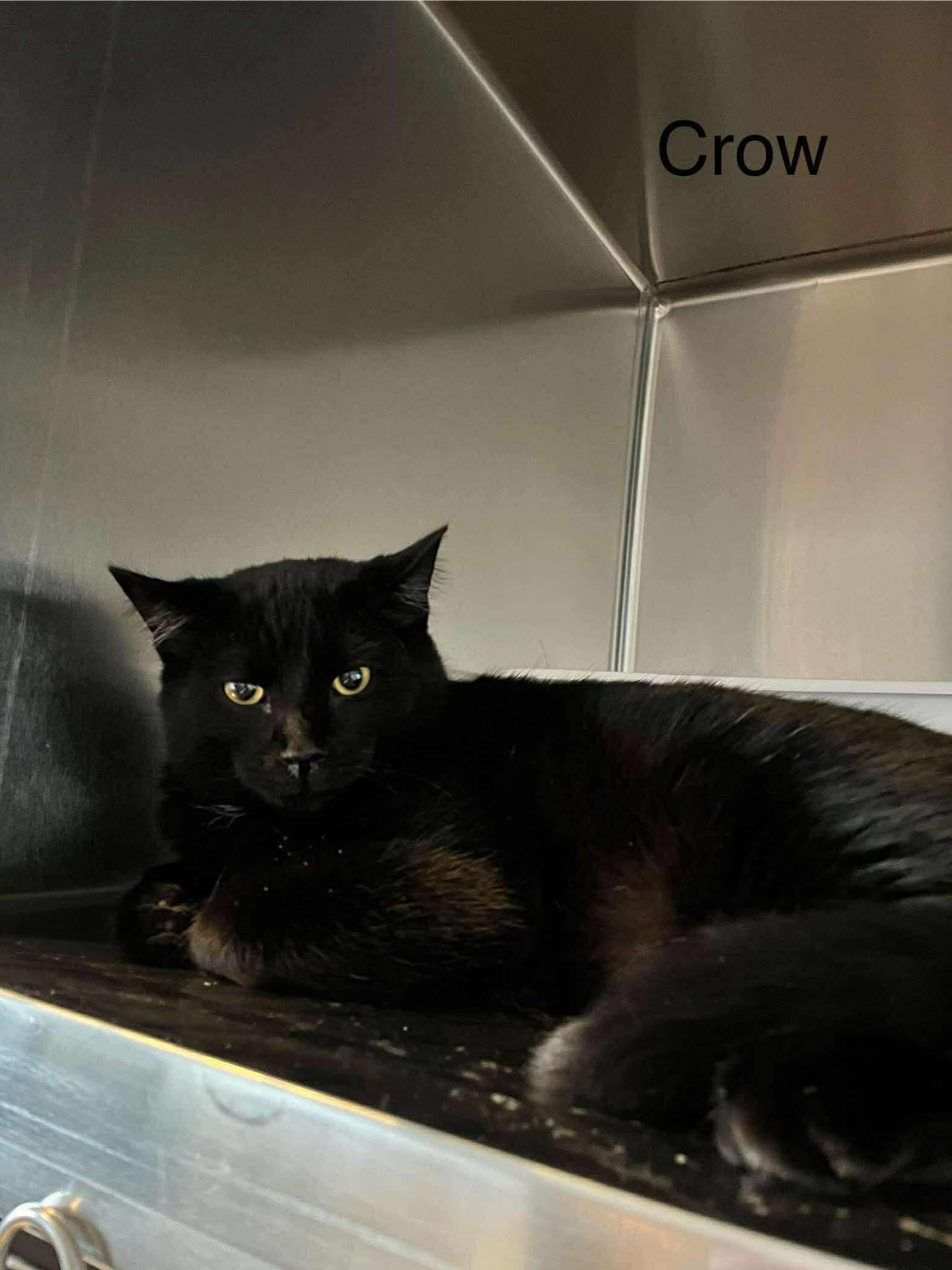 Enlarge Crow, a ADOPTABLE Domestic Short Hair in Weyburn, SK image 1/1