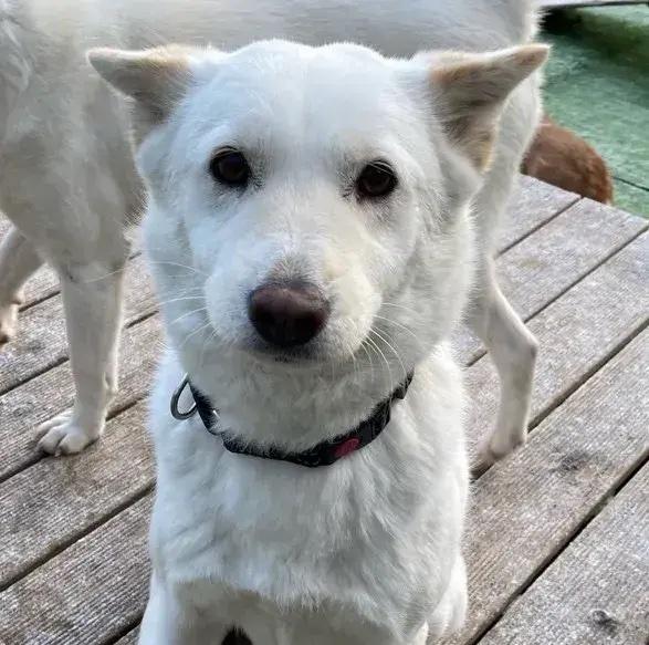 Enlarge Ongshim, a Adopted mixed breed in Long Island City, NY image 1/1