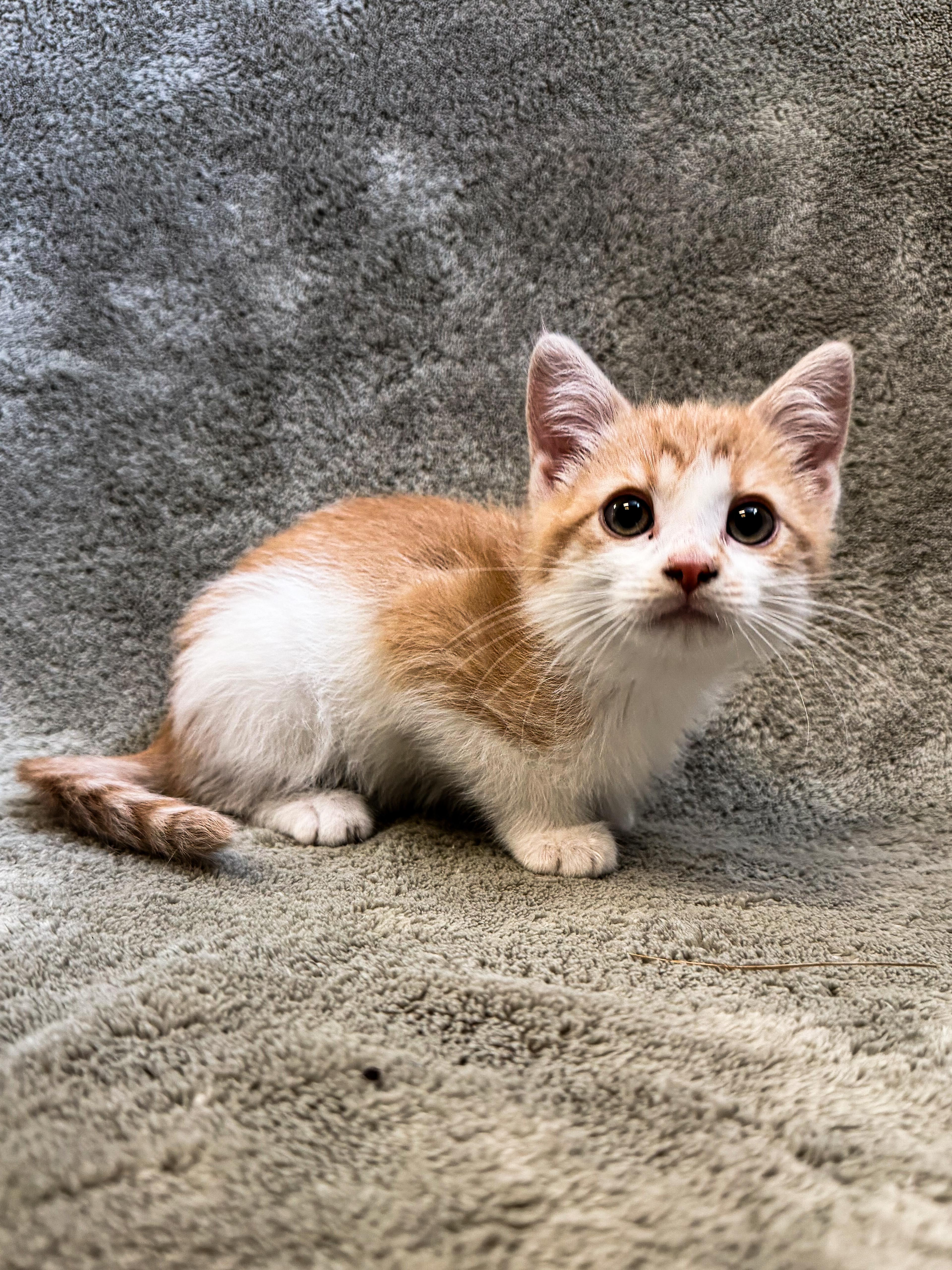 Bonsai, ADOPTABLE, Young Male Domestic Short Hair.