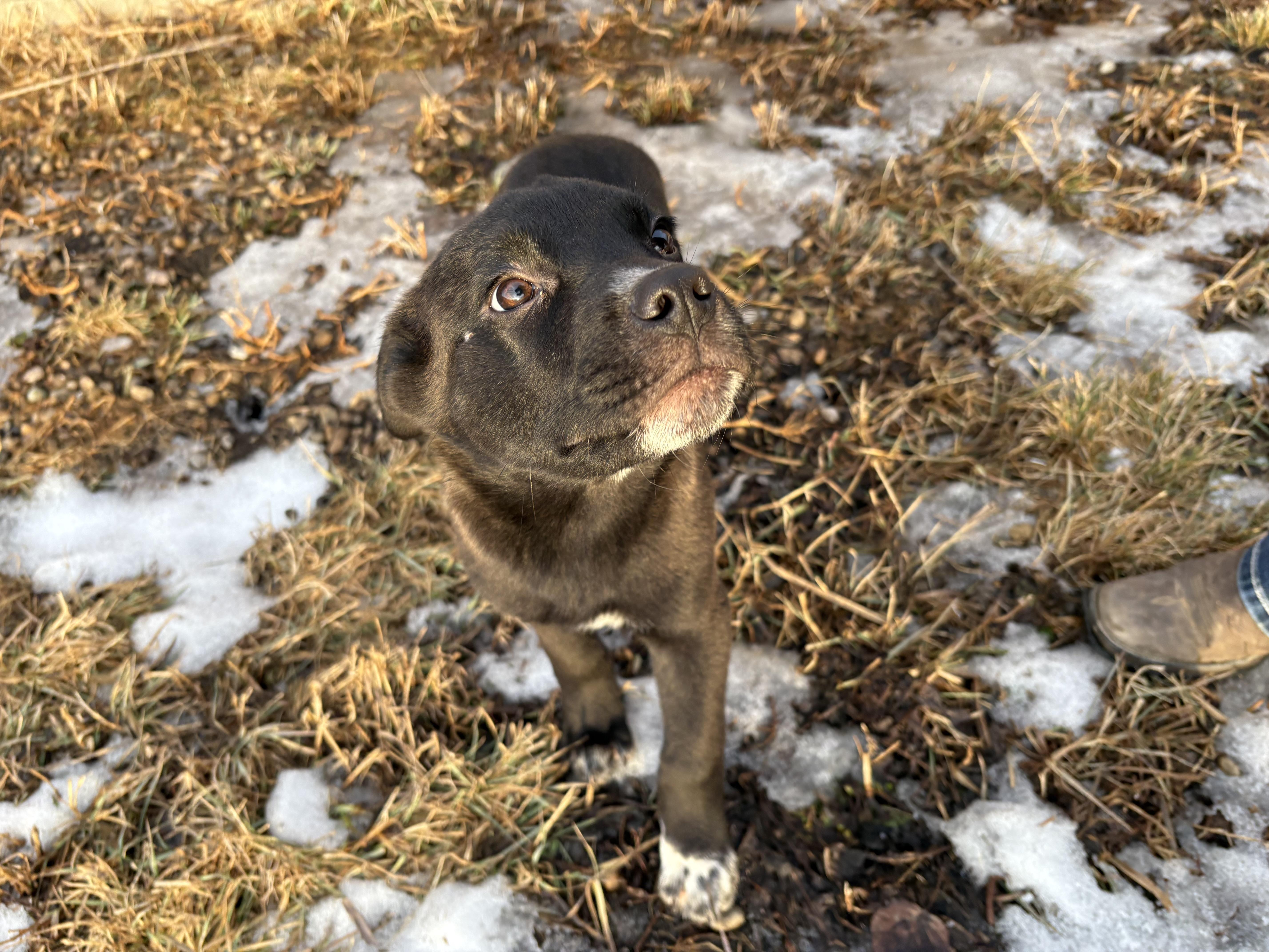 Huey, a Adoptable mixed breed in Crossfield, AB image 1/5