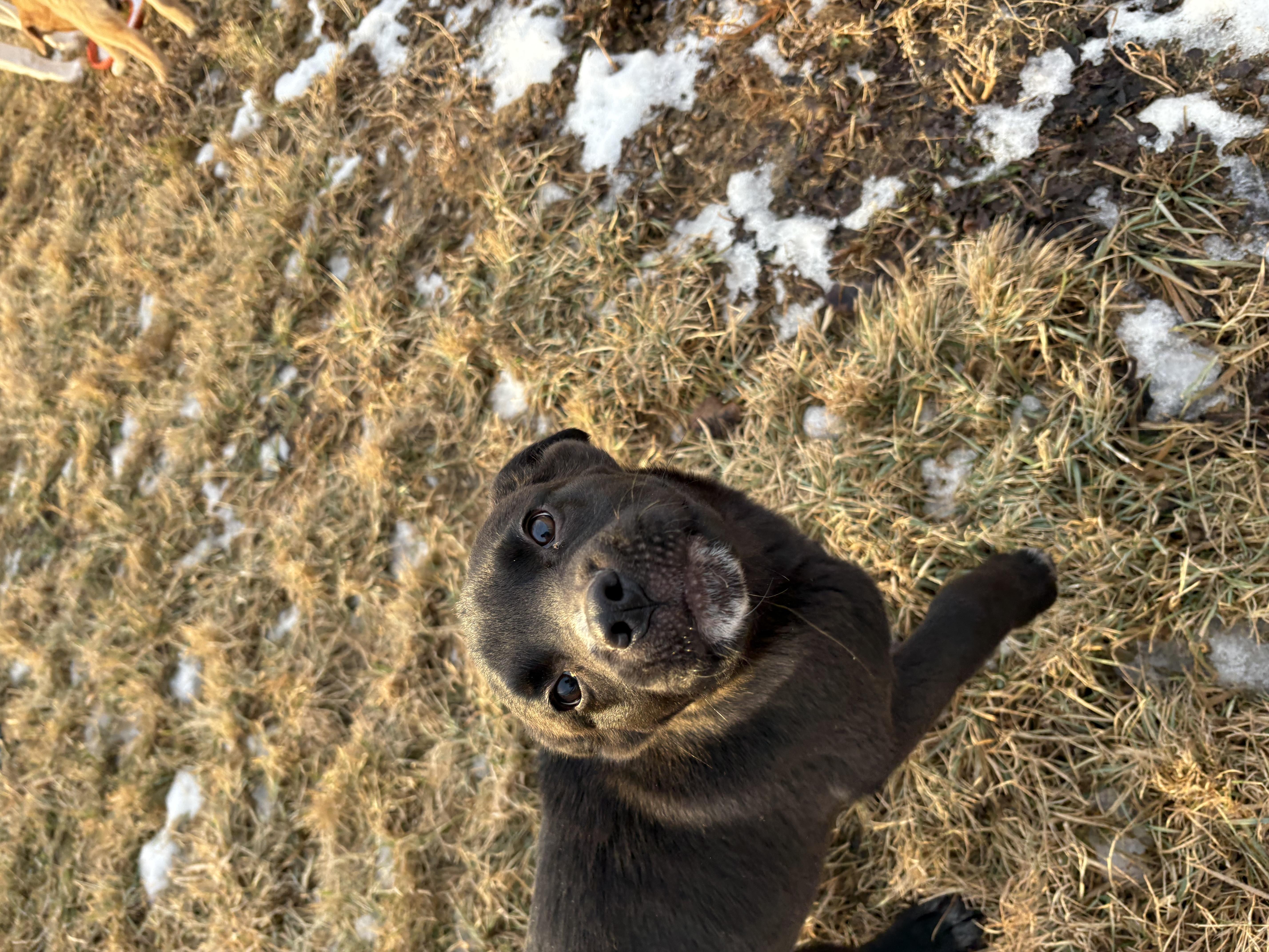 Huey, a Adoptable mixed breed in Crossfield, AB image 2/5