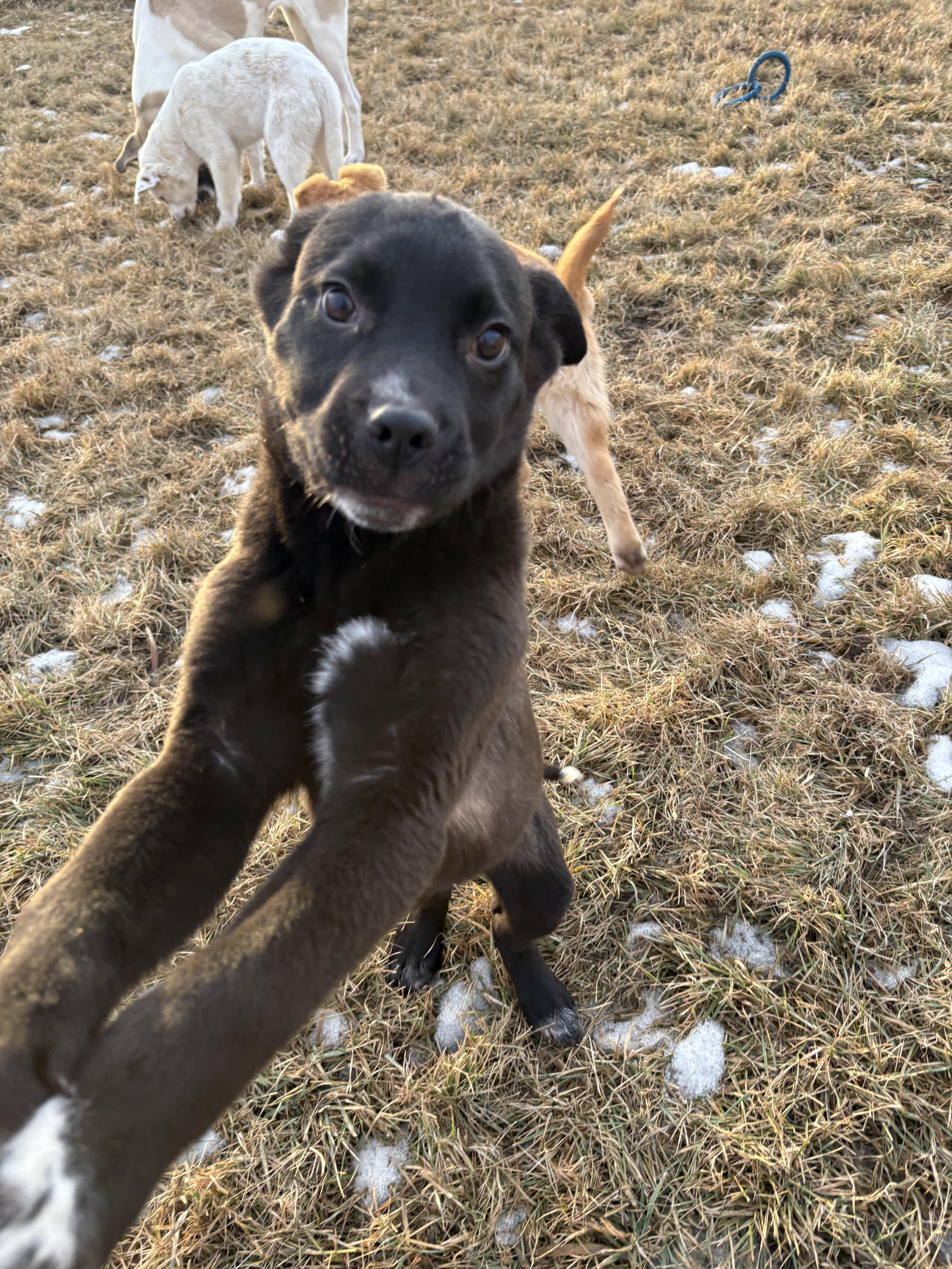 Huey, a Adoptable mixed breed in Crossfield, AB image 4/5