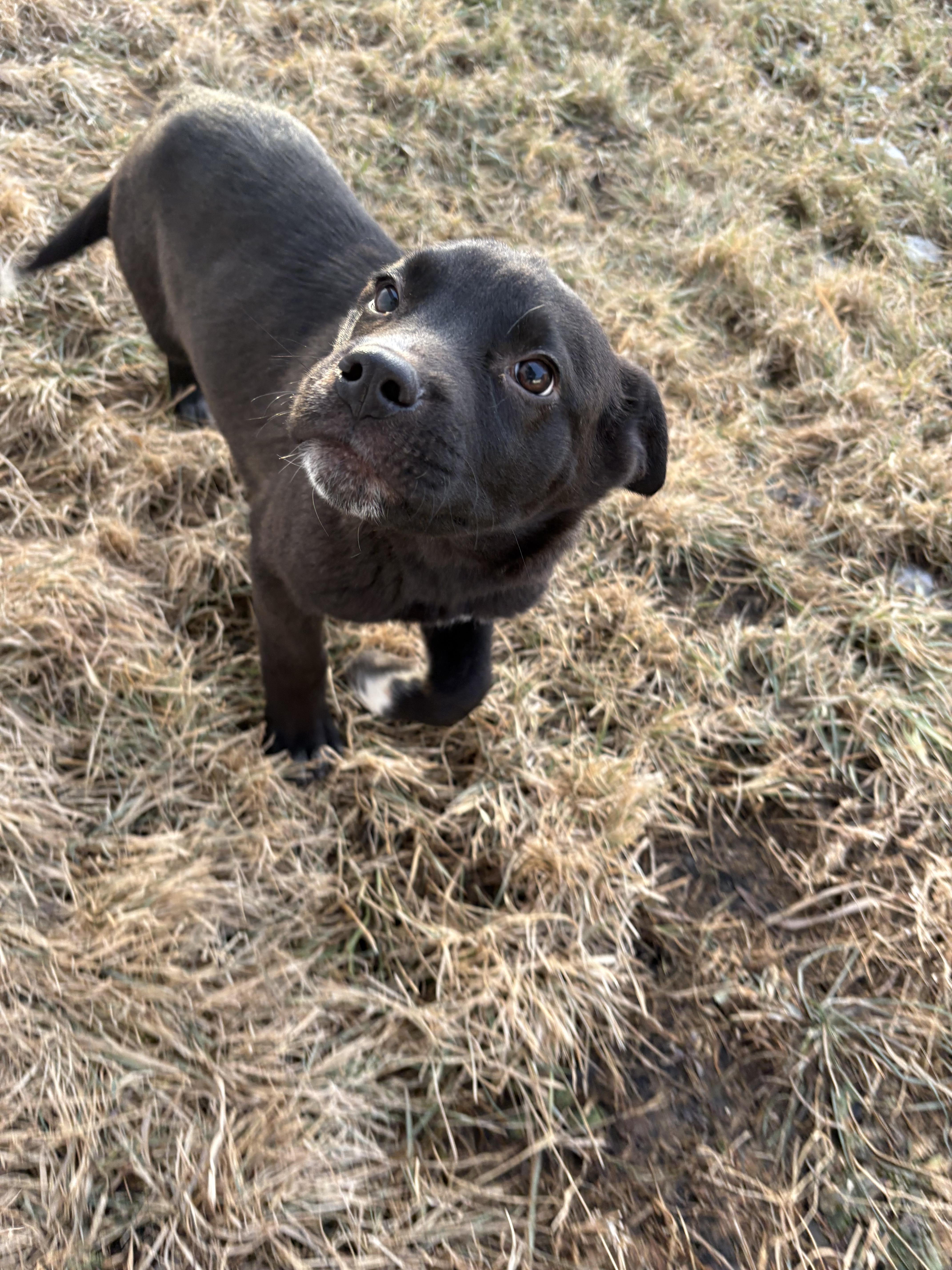 Huey, a Adoptable mixed breed in Crossfield, AB image 5/5