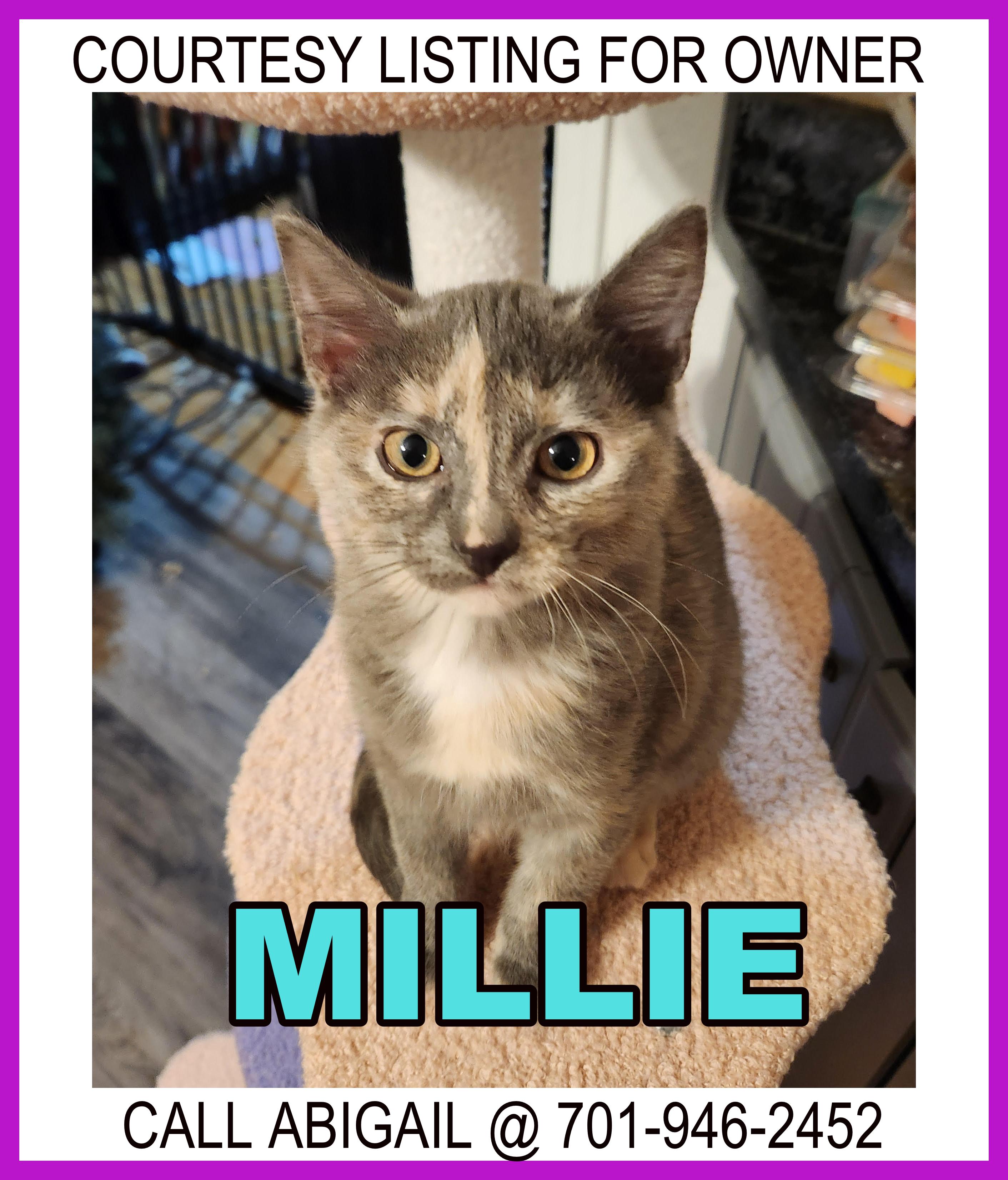 Enlarge Millie - COURTESY LISTING FOR OWNER, a ADOPTABLE Domestic Short Hair in Valley City, ND image 1/1