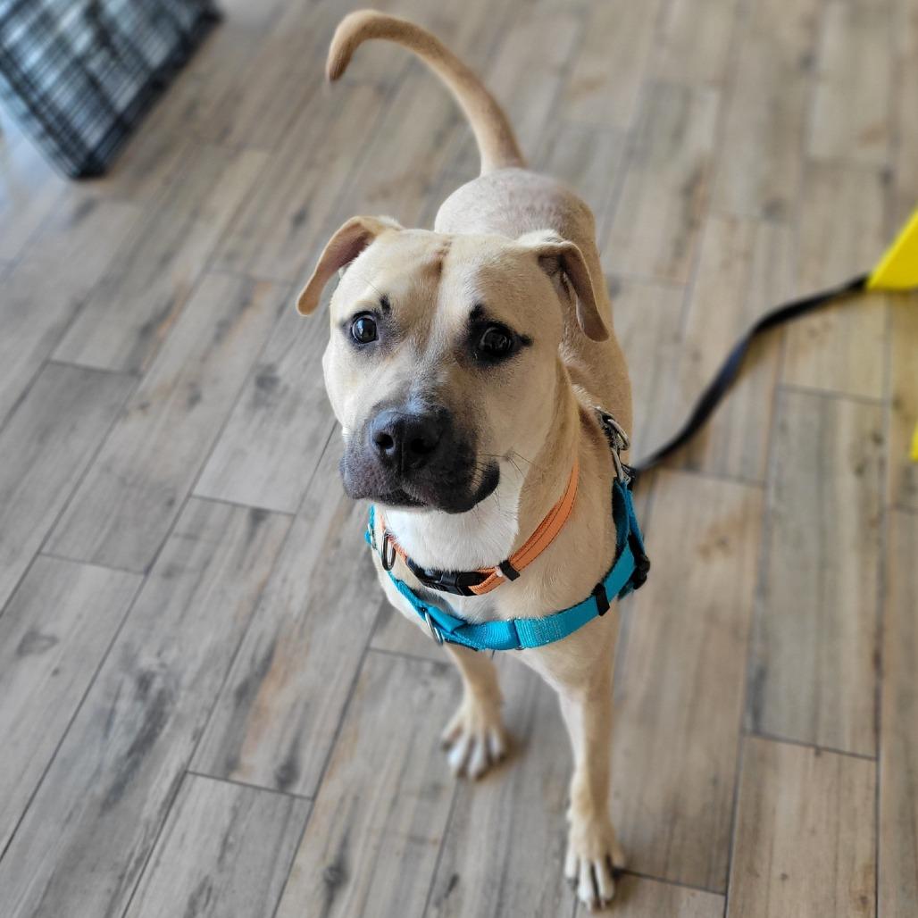 Enlarge Rocky, a Adoptable Mixed Breed in Clearwater, FL image 1/6