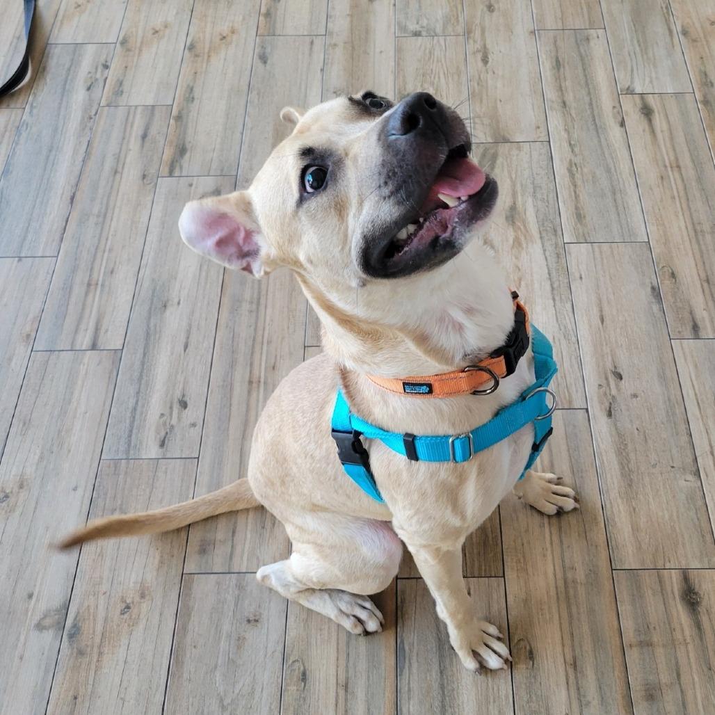 Enlarge Rocky, a Adoptable Mixed Breed in Clearwater, FL image 2/6