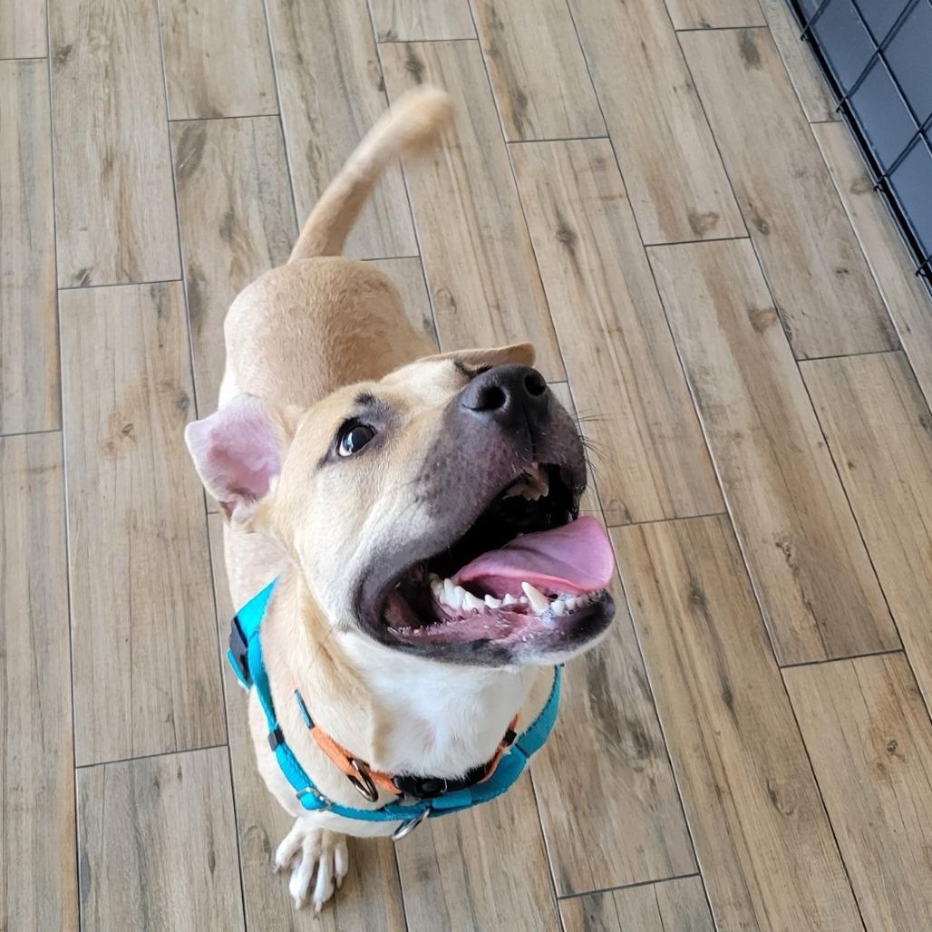 Enlarge Rocky, a Adoptable Mixed Breed in Clearwater, FL image 3/6