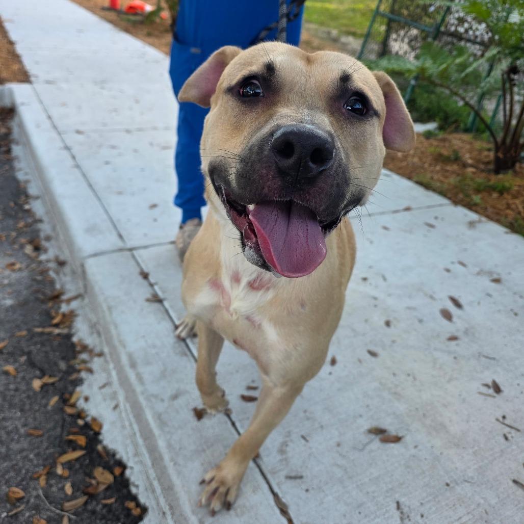 Enlarge Rocky, a Adoptable Mixed Breed in Clearwater, FL image 4/6