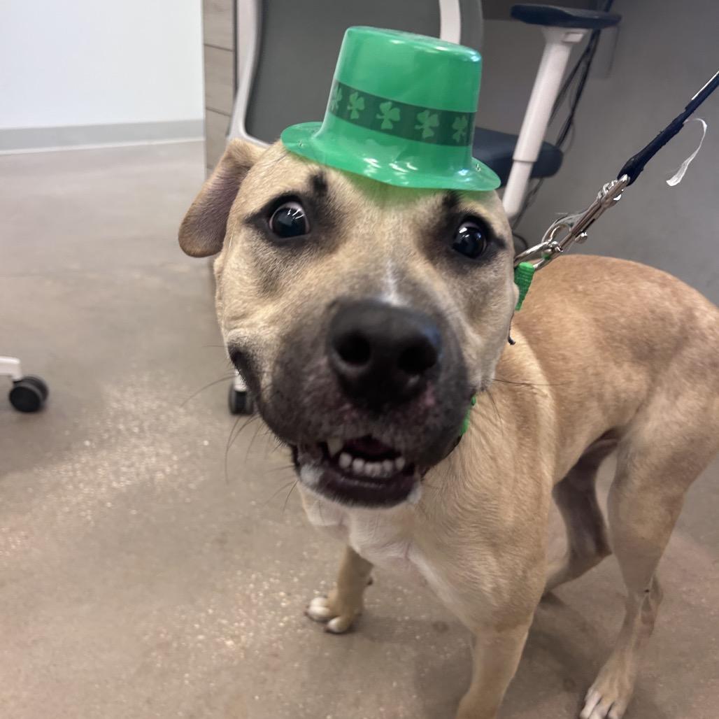 Enlarge Rocky, a Adoptable Mixed Breed in Clearwater, FL image 5/6