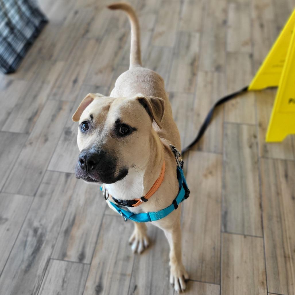 Enlarge Rocky, a Adoptable Mixed Breed in Clearwater, FL image 6/6