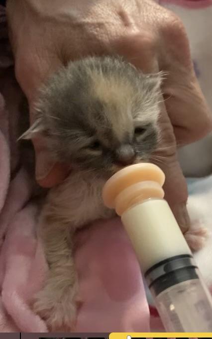 Yoda (Bonded pair with Chewbacca), a Adopted Dilute Tortoiseshell in Springfield, OR image 4/5