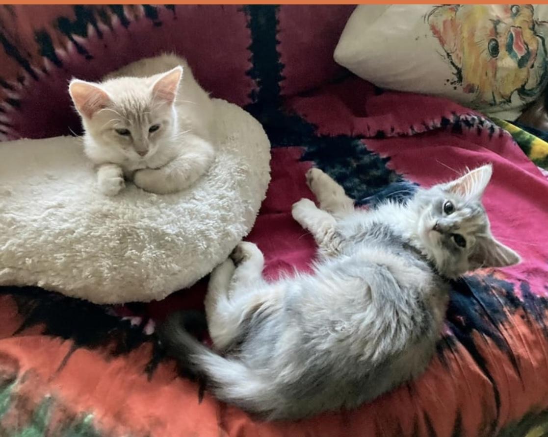 Yoda (Bonded pair with Chewbacca), a Adopted Dilute Tortoiseshell in Springfield, OR image 1/5