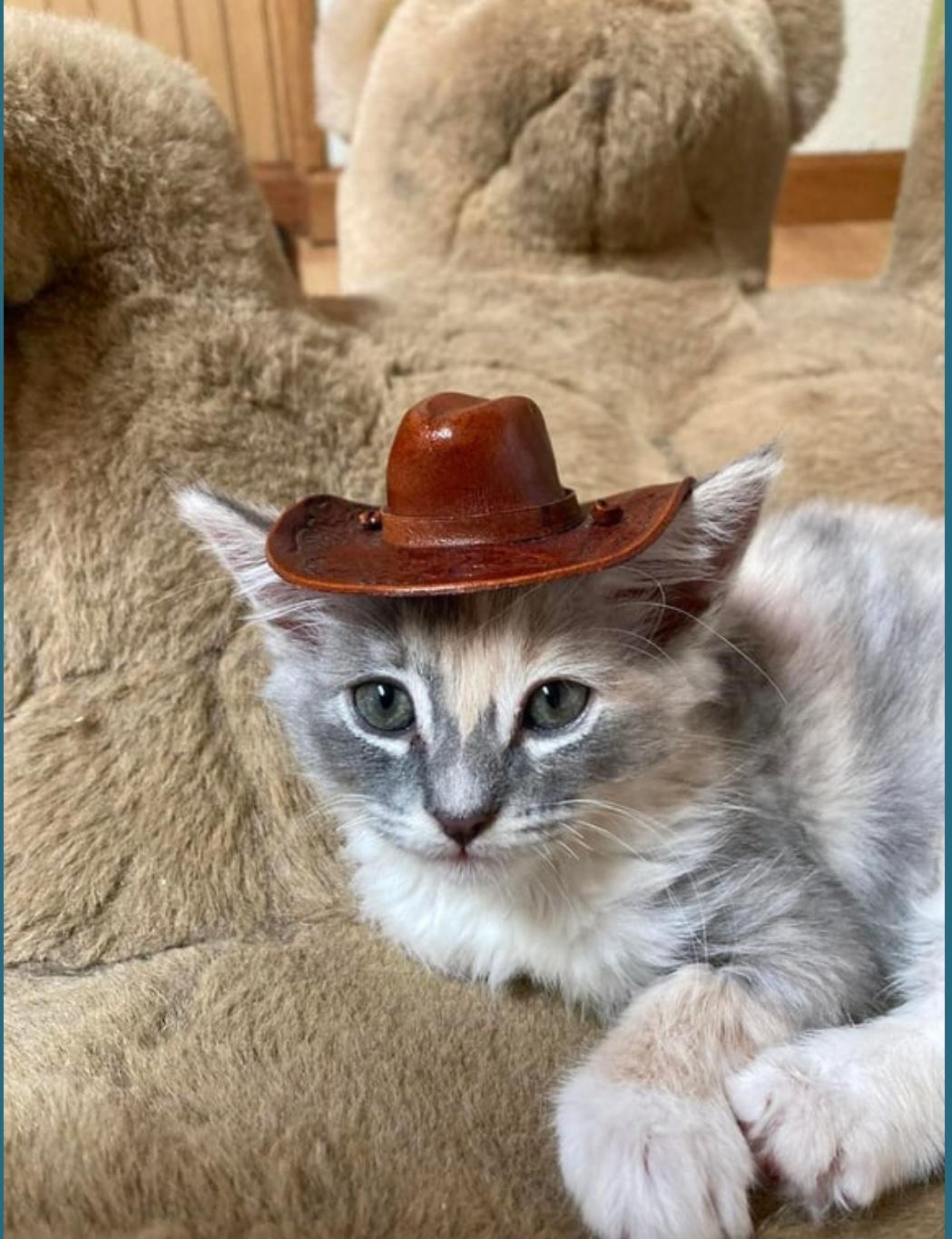 Yoda (Bonded pair with Chewbacca), a Adopted Dilute Tortoiseshell in Springfield, OR image 2/5