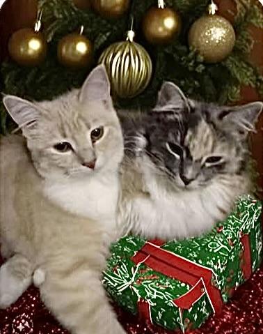 Yoda (Bonded pair with Chewbacca), a Adopted Dilute Tortoiseshell in Springfield, OR image 5/5