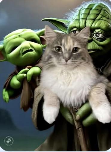 Yoda (Bonded pair with Chewbacca), a Adopted Dilute Tortoiseshell in Springfield, OR image 3/5