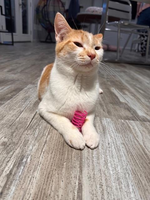 Enlarge Erik, a Adoptable Domestic Short Hair in Greensburg, PA image 1/2