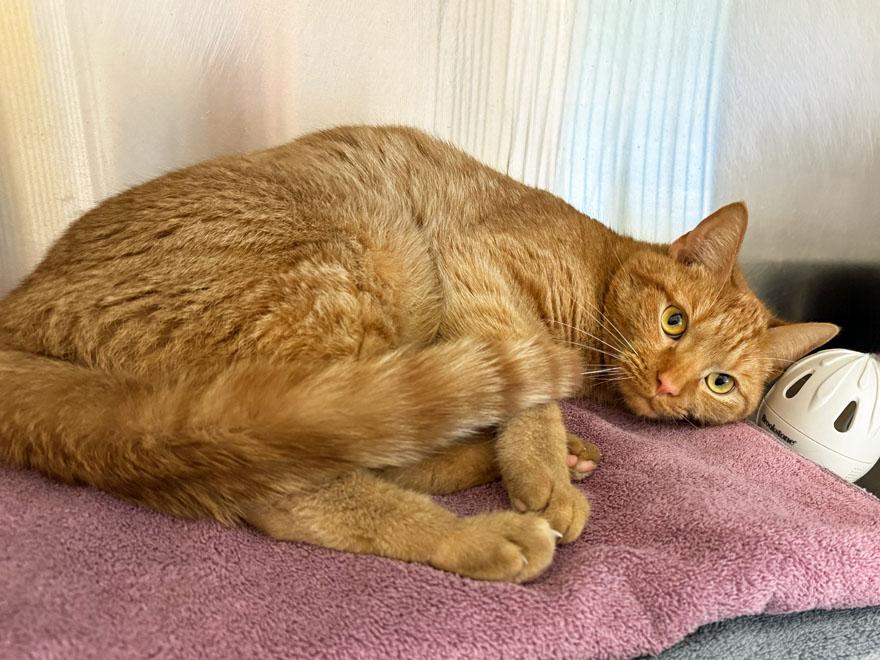 Arya and Jupiter, a ADOPTABLE Domestic Short Hair in E Falmouth, MA image 6/6