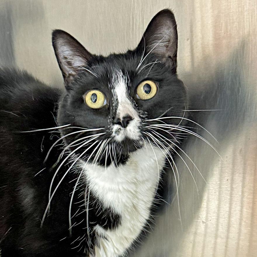 Arya and Jupiter, a ADOPTABLE Domestic Short Hair in E Falmouth, MA image 2/6
