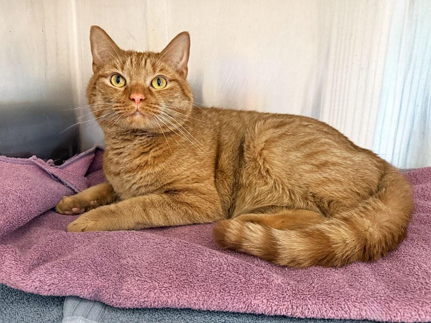 Arya and Jupiter, a ADOPTABLE Domestic Short Hair in E Falmouth, MA image 4/6